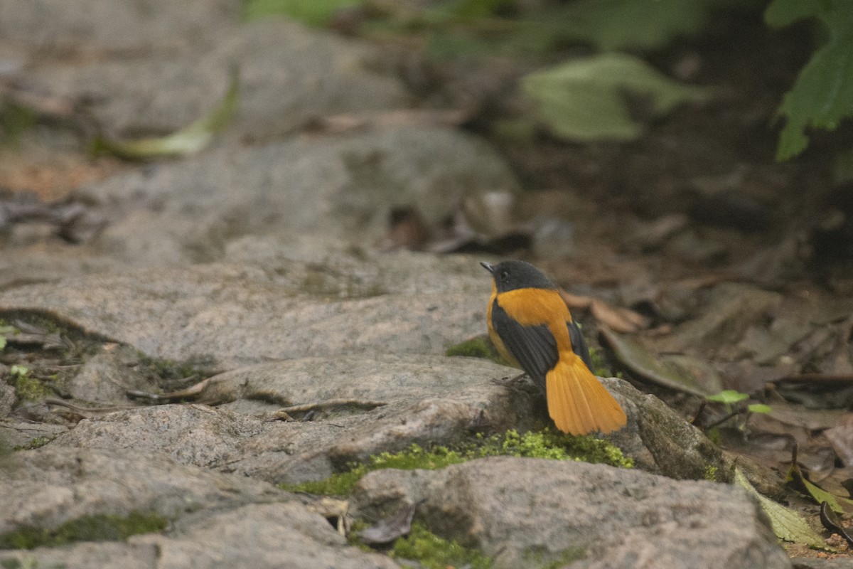 Black-and-orange Flycatcher - ML640506914