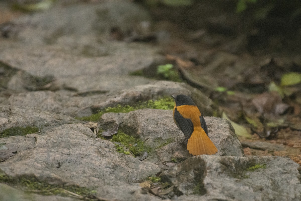 Black-and-orange Flycatcher - ML640506915