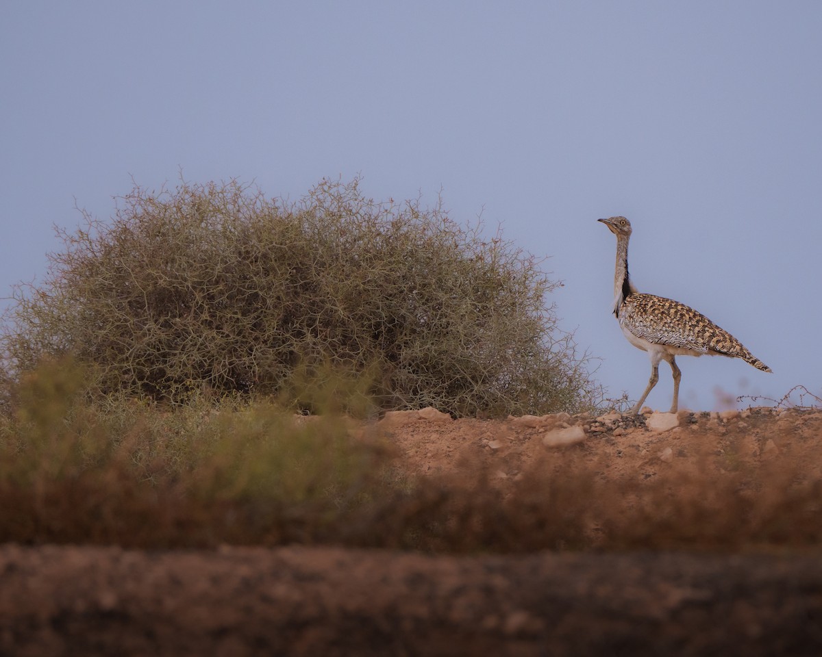 African Houbara - ML640506937