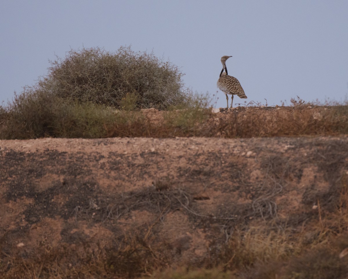African Houbara - ML640506938