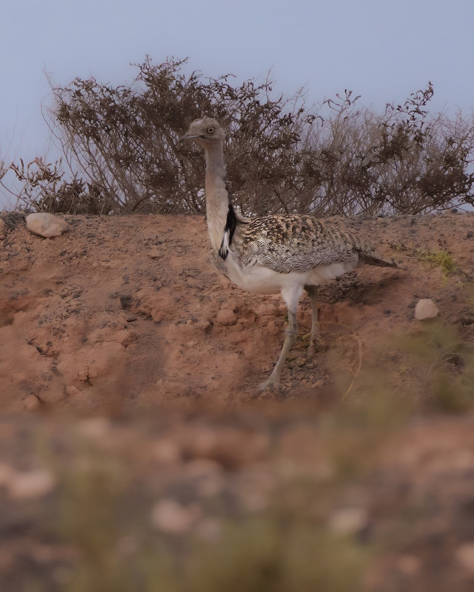 African Houbara - ML640506939
