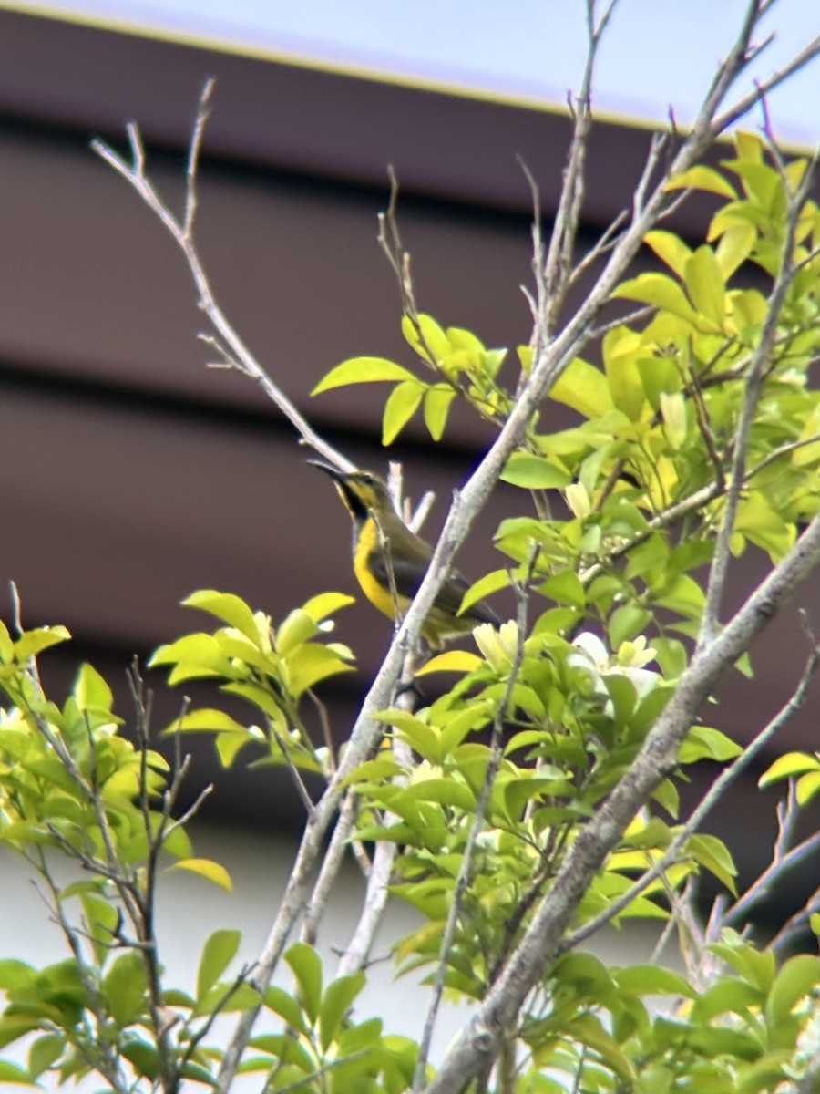 Garden Sunbird - ML640507024