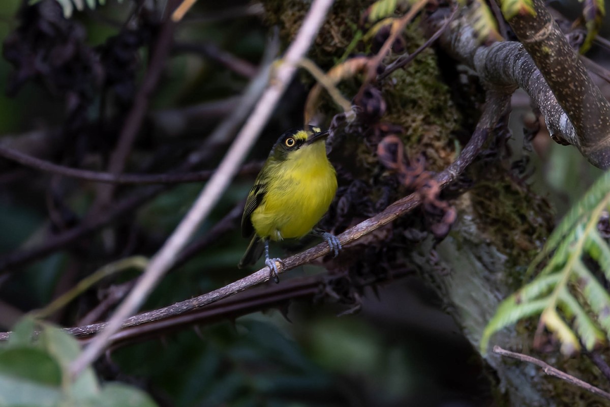 Gray-headed Tody-Flycatcher - ML640507027