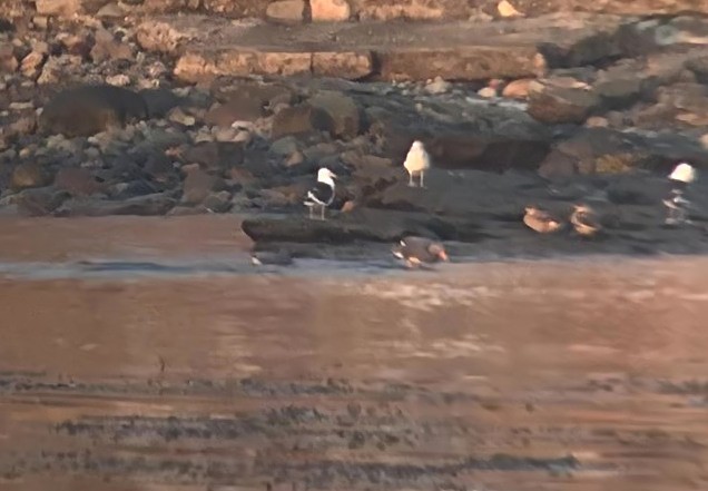 Flying Steamer-Duck - ML640507085