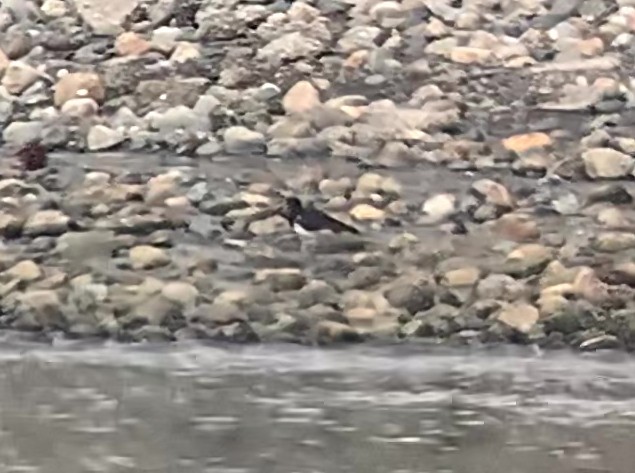 Magellanic Oystercatcher - ML640507087