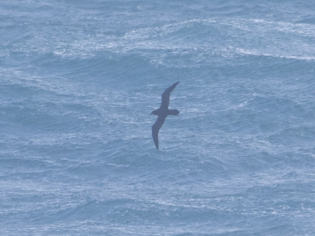Gray-faced Petrel - ML640507112