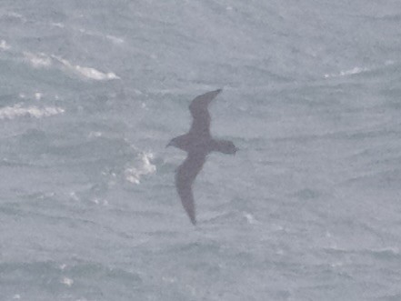 Gray-faced Petrel - ML640507116