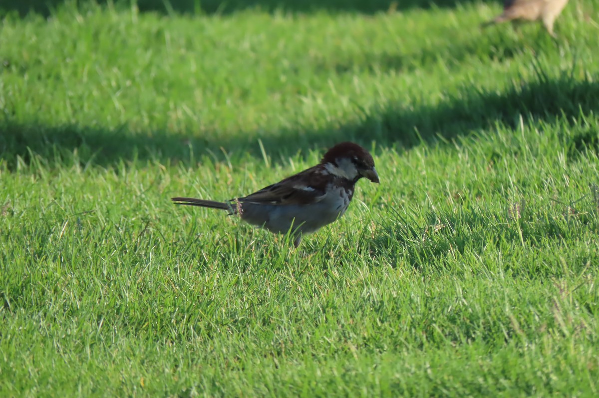 Italian Sparrow - ML640507134