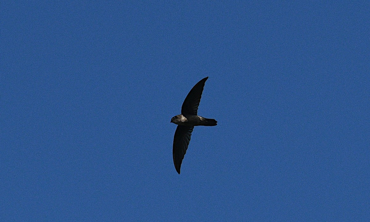 Glossy Swiftlet - ML640507165