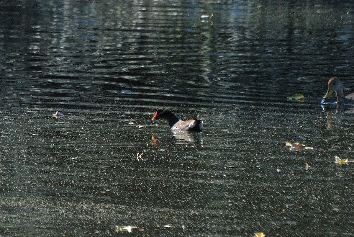 Gallinule d'Amérique - ML640507197