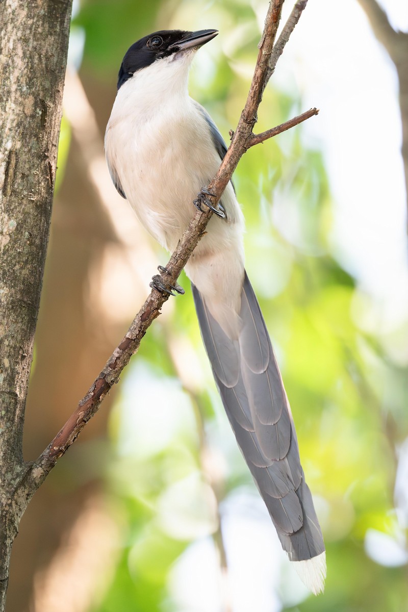 Azure-winged Magpie - ML640507228