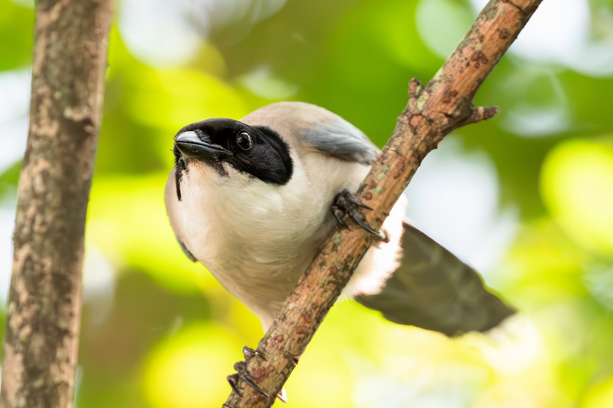 Azure-winged Magpie - ML640507229