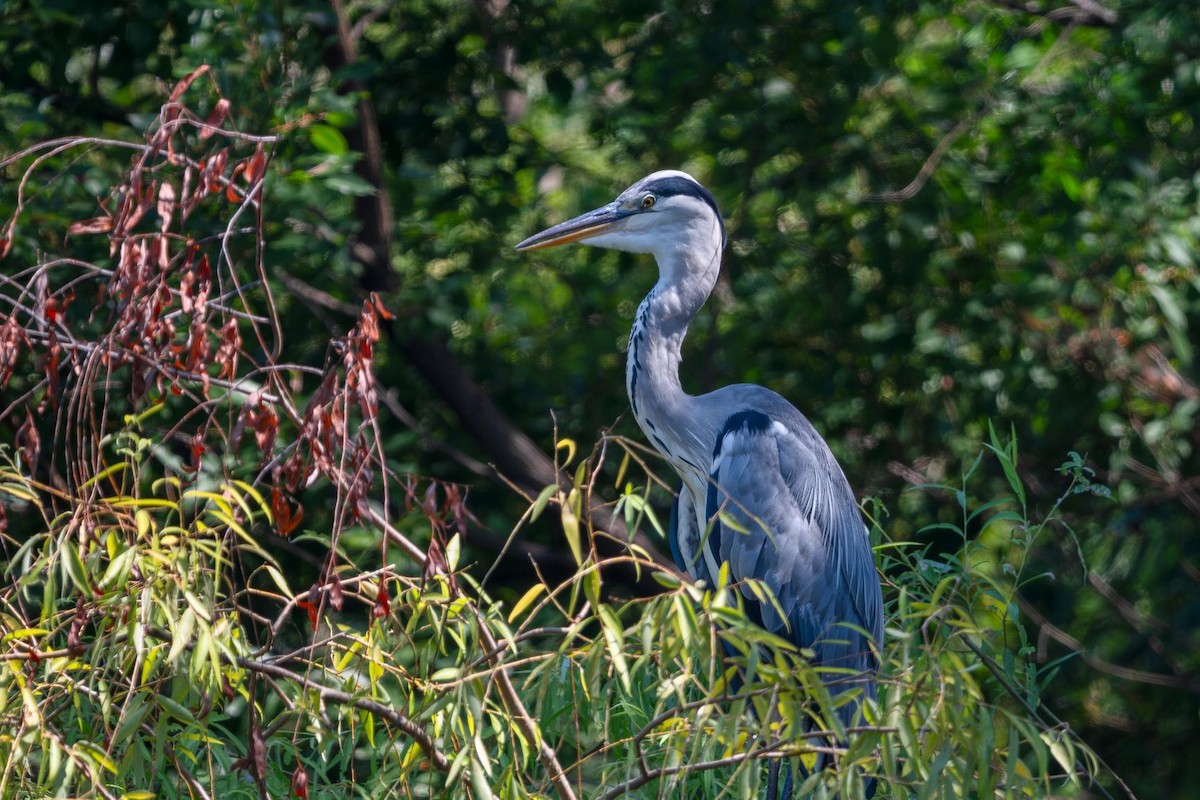Gray Heron - ML640507230