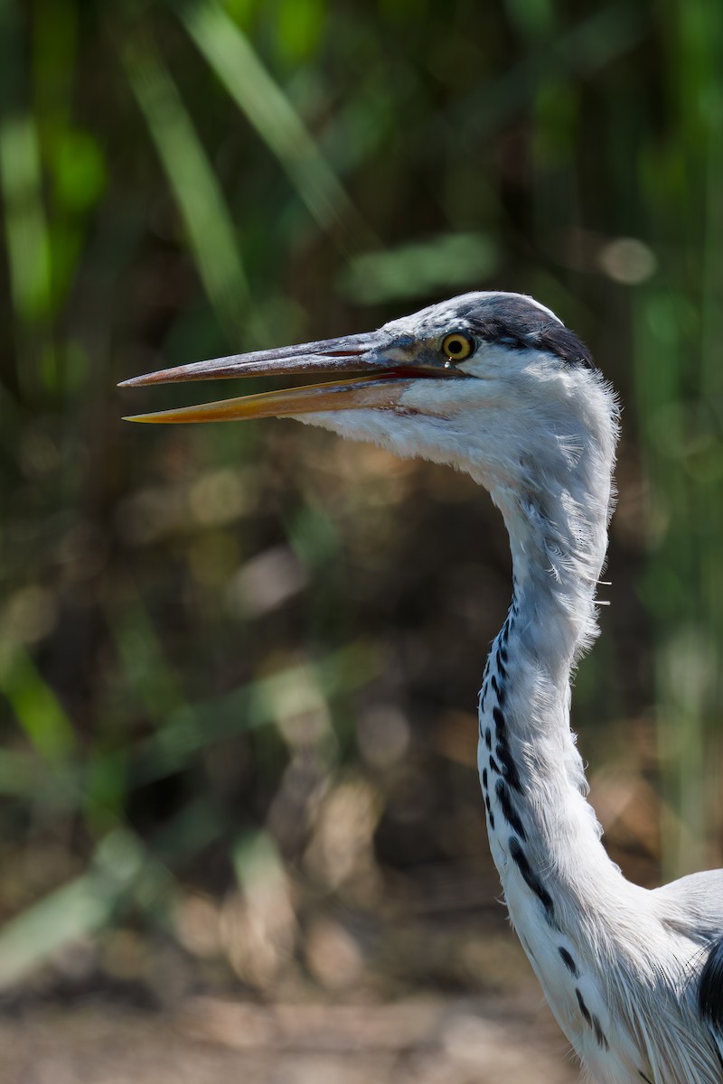 Gray Heron - ML640507231