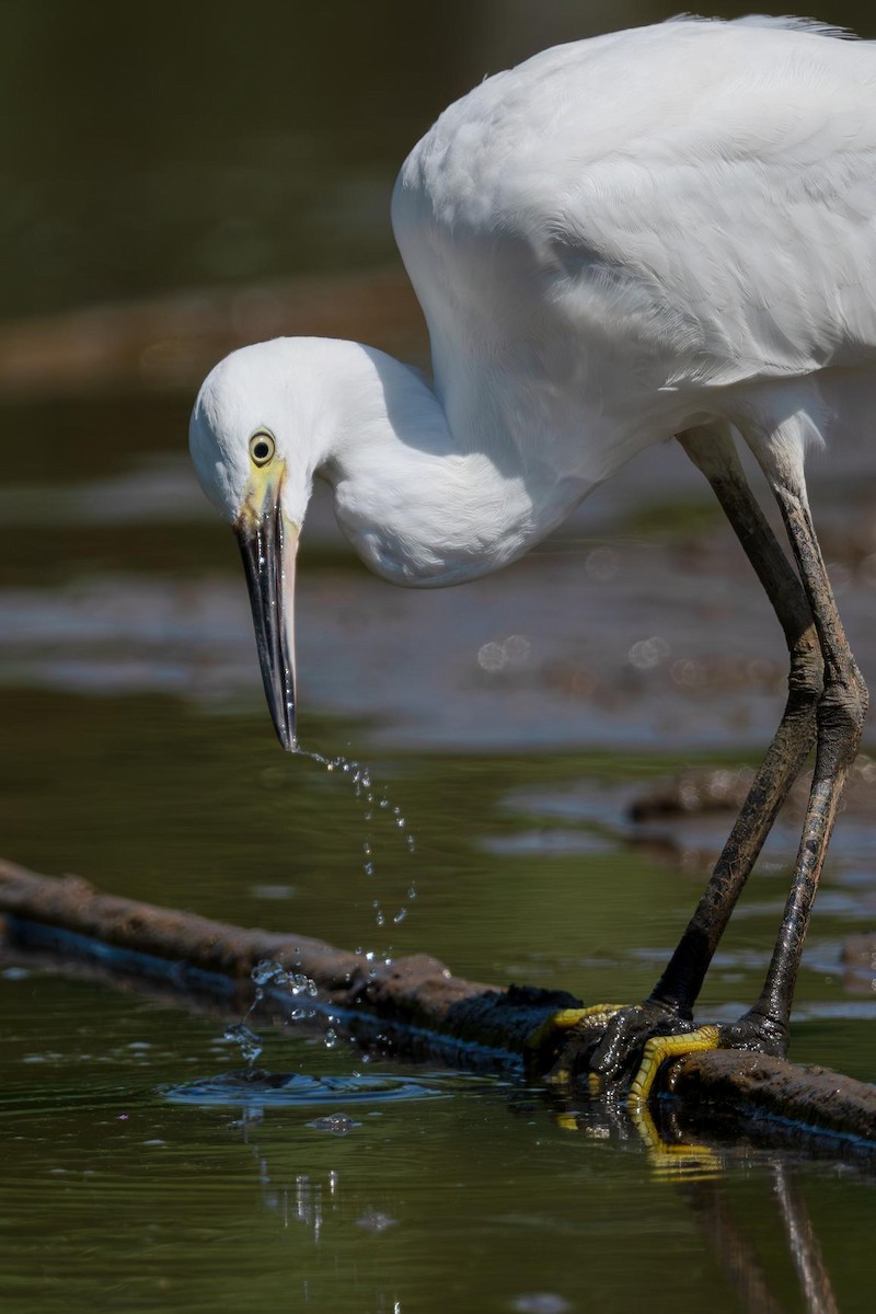 Little Egret - ML640507233
