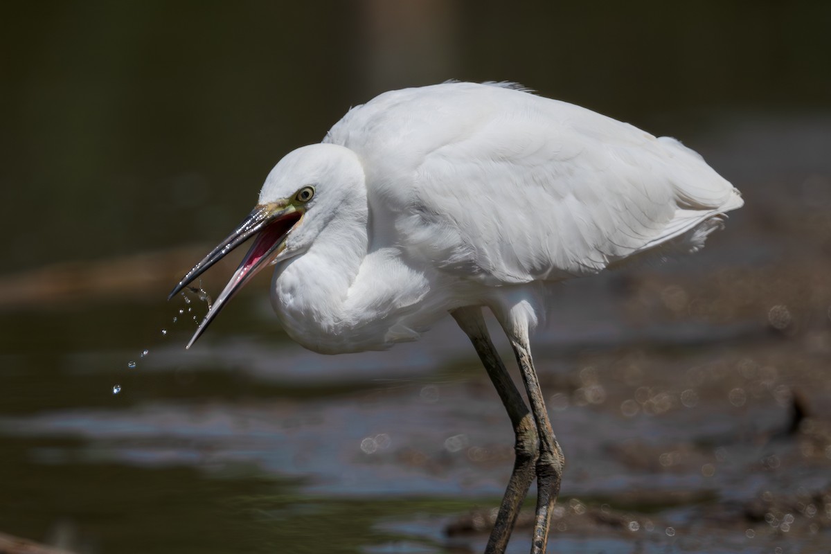 Little Egret - ML640507234