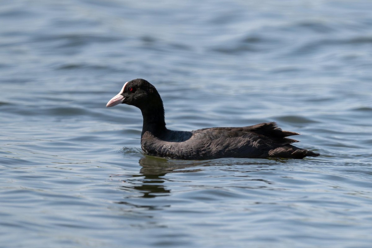 Eurasian Coot - ML640507235