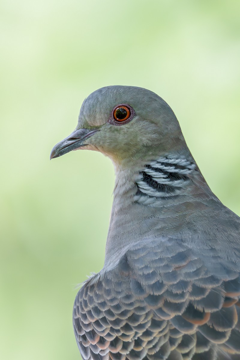 Oriental Turtle-Dove - ML640507239