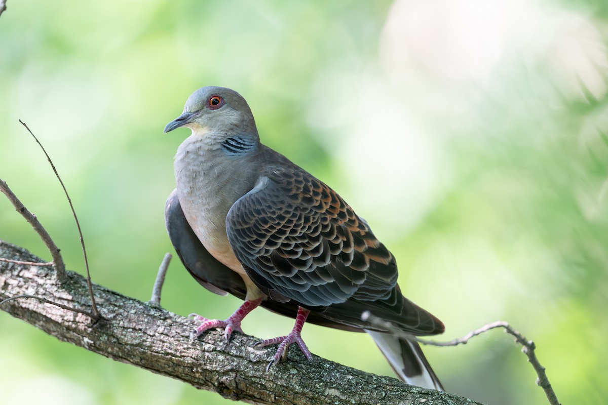Oriental Turtle-Dove - ML640507241