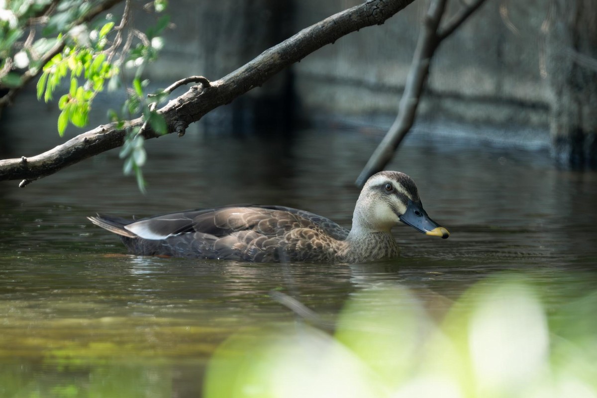Eastern Spot-billed Duck - ML640507244