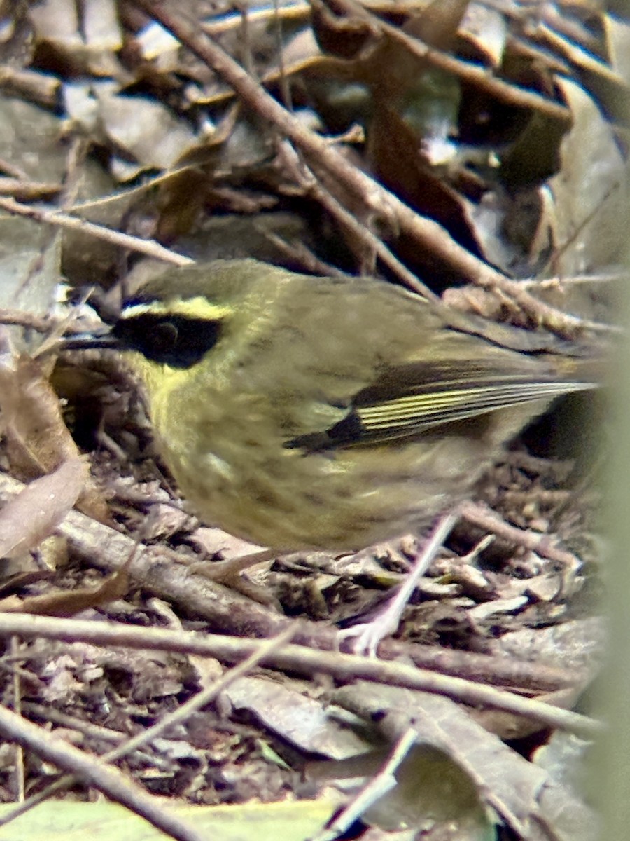 Yellow-throated Scrubwren - ML640507254