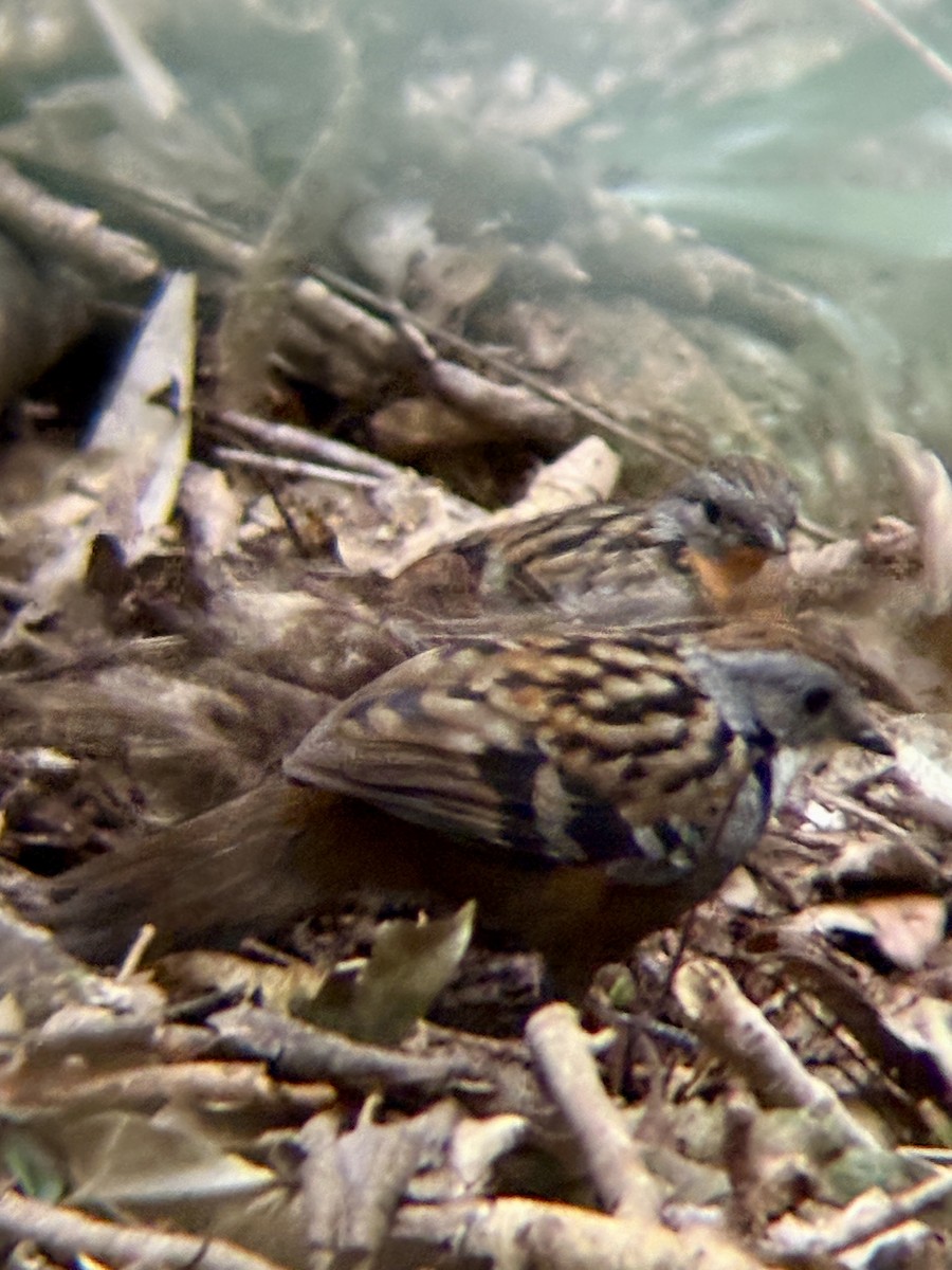 Australian Logrunner - ML640507257