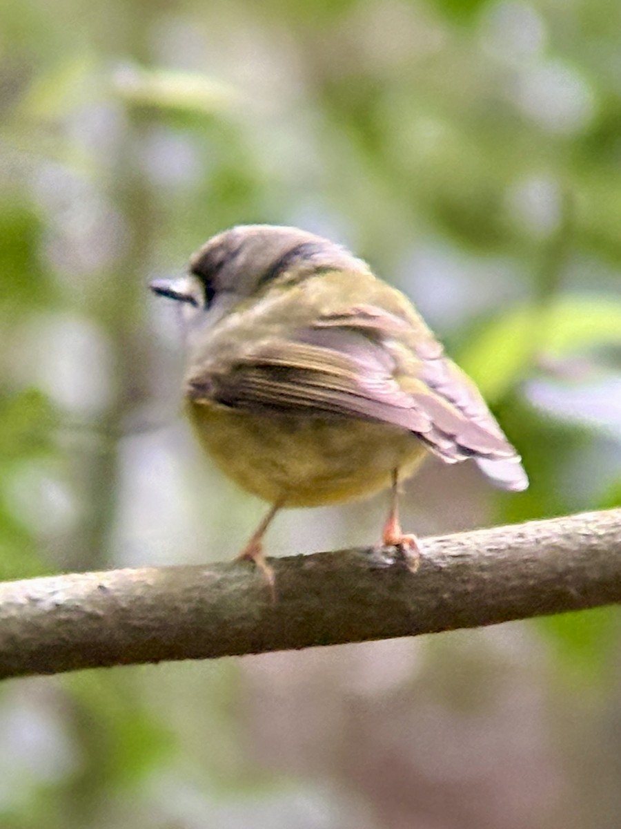 Pale-yellow Robin - ML640507265