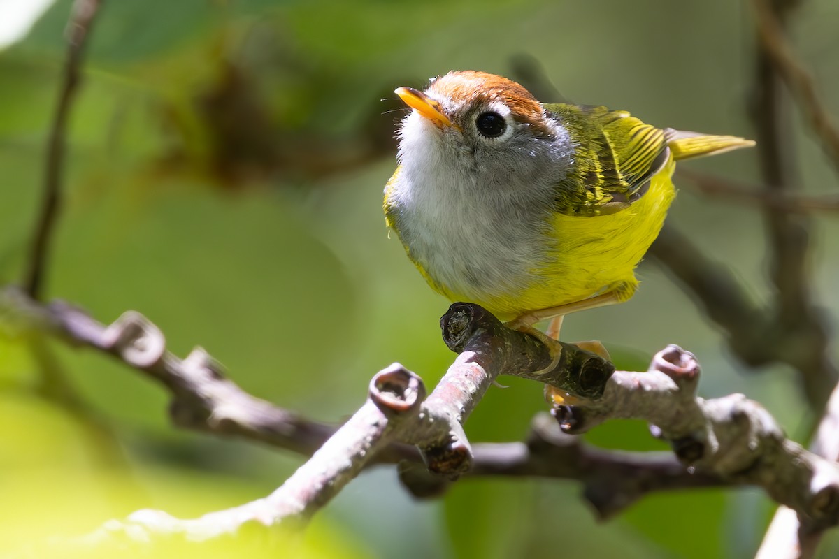 Chestnut-crowned Warbler - ML640507288