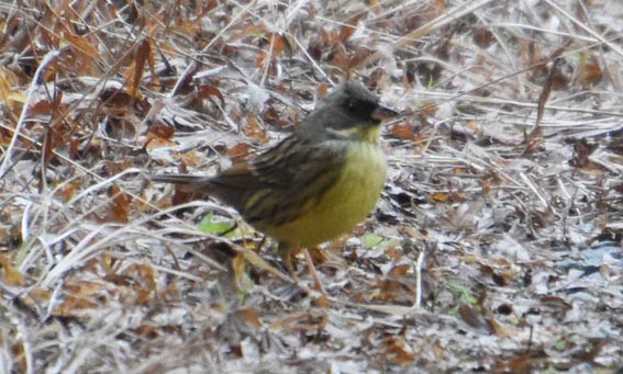 Masked Bunting - ML640507323