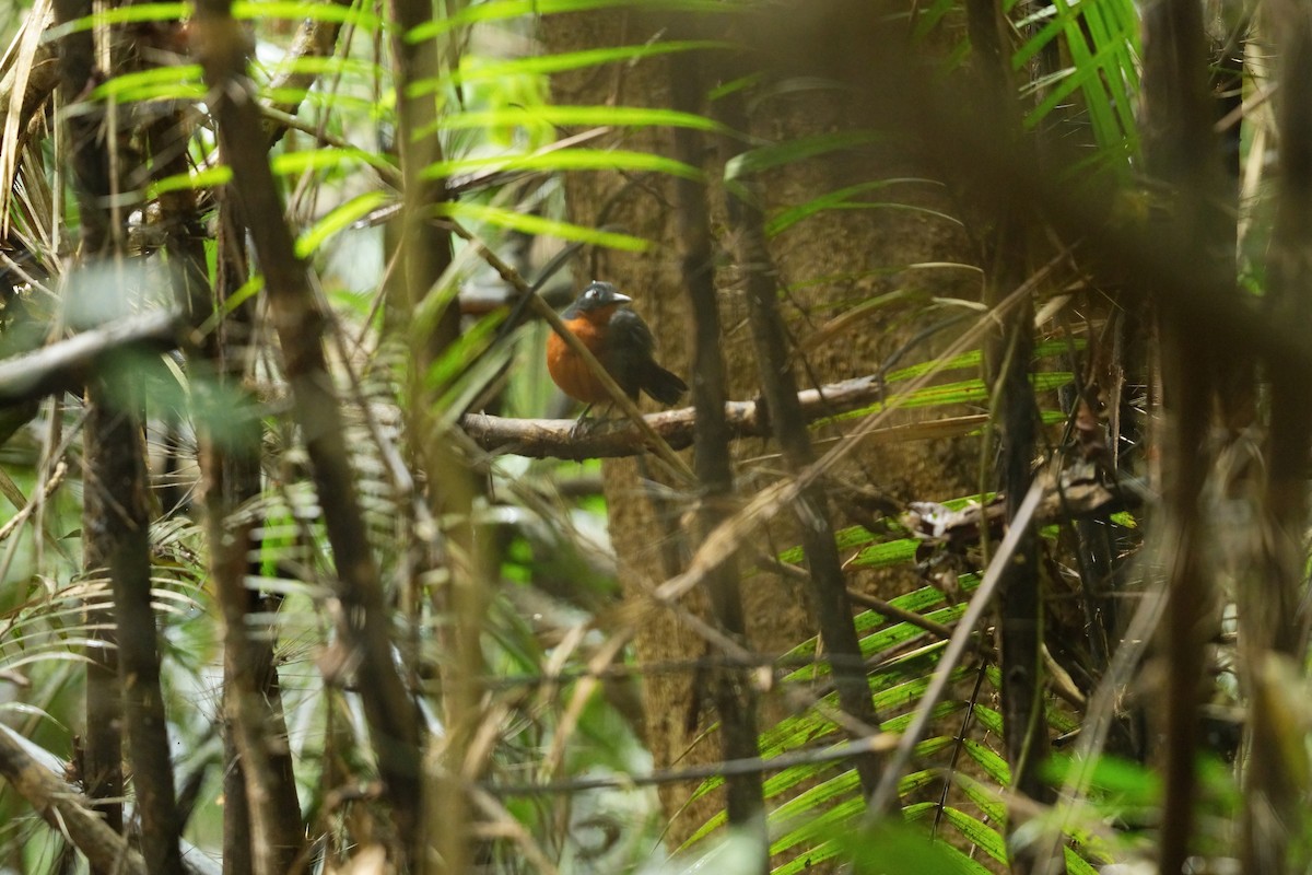 Plumbeous Antbird - ML640507326