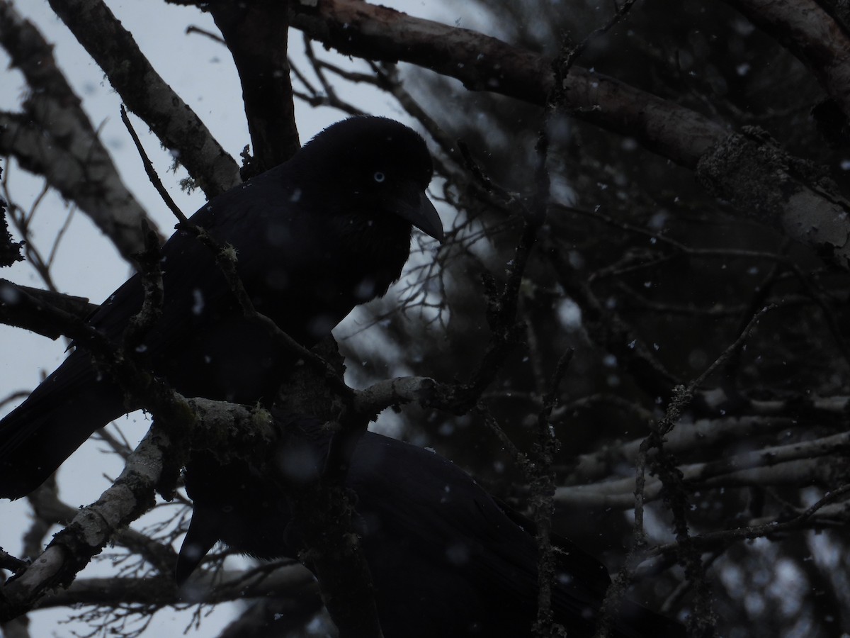 Forest Raven - ML640507351