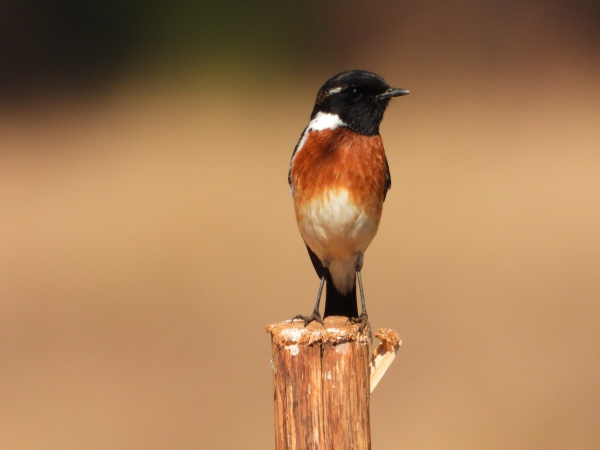 African Stonechat - ML640507357