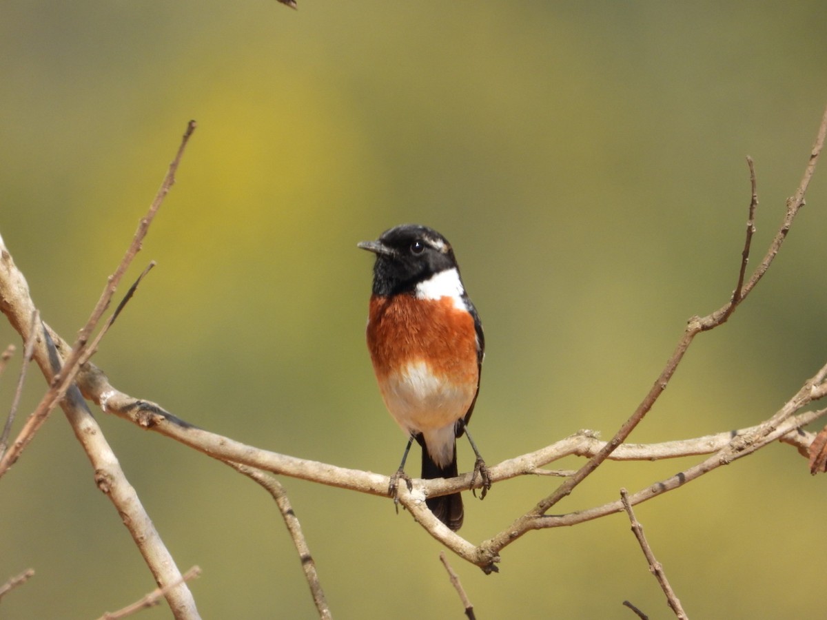 African Stonechat - ML640507358