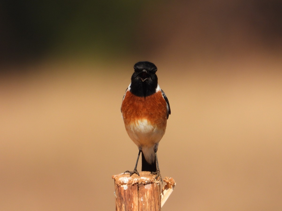 African Stonechat - ML640507359