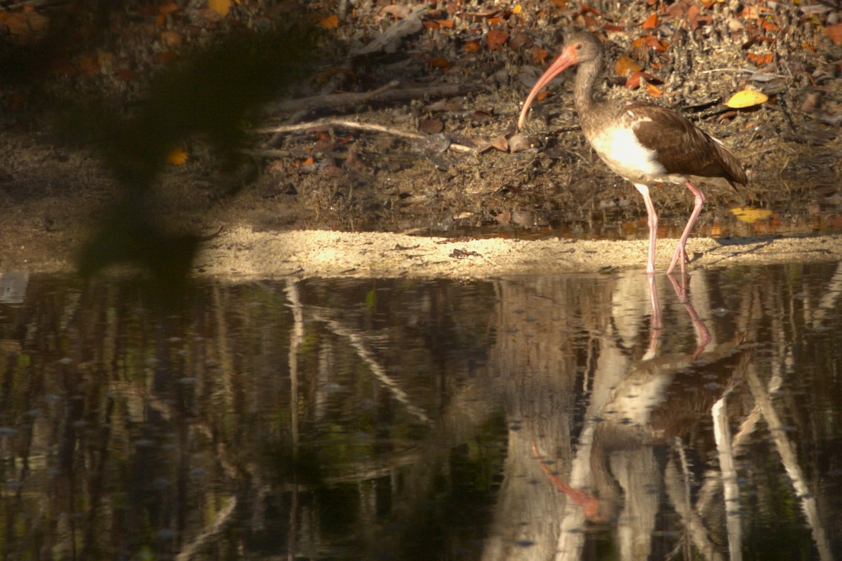 Ibis blanc - ML640507379
