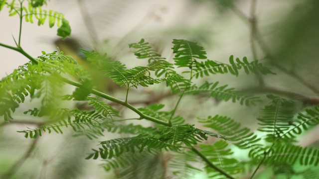צופית סגולה - ML640507380