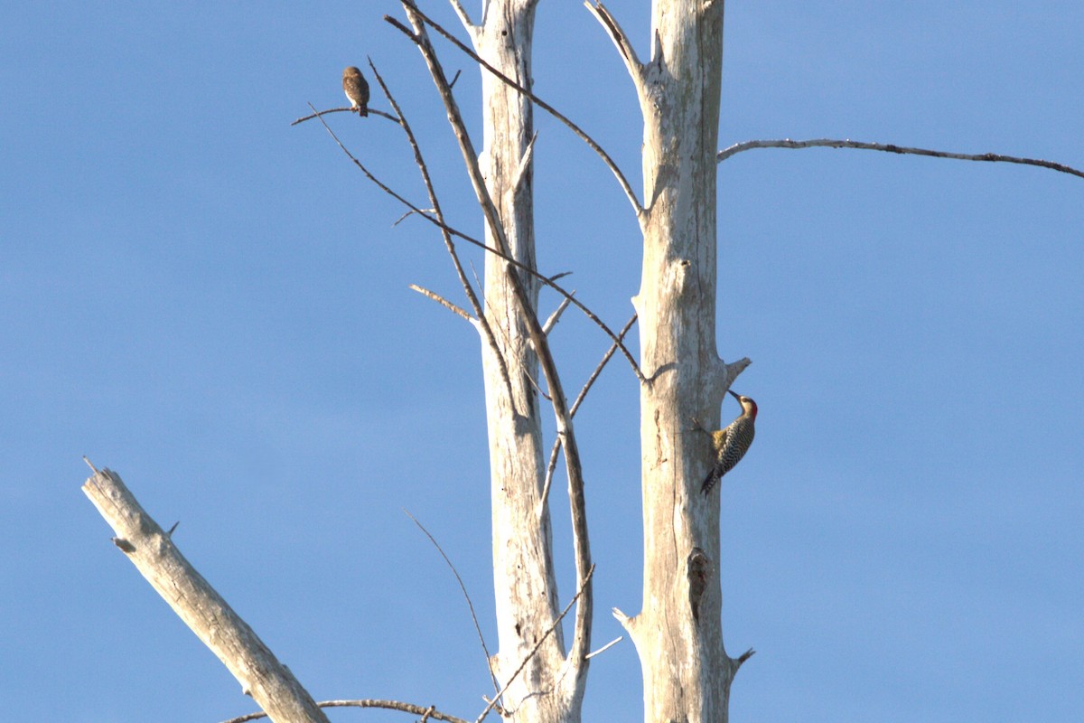 West Indian Woodpecker - ML640507382
