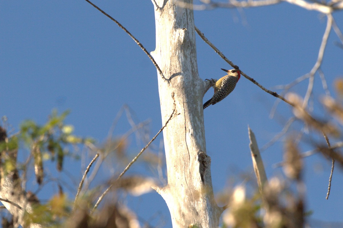 West Indian Woodpecker - ML640507383