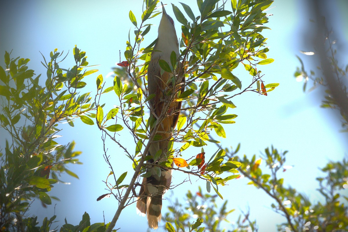 Great Lizard-Cuckoo - ML640507403