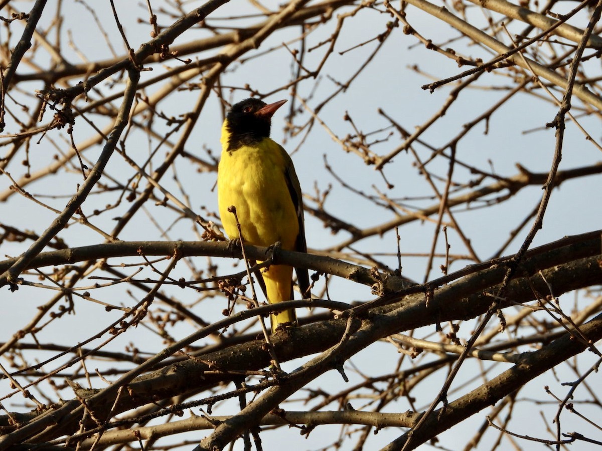 African Black-headed Oriole - ML640507427