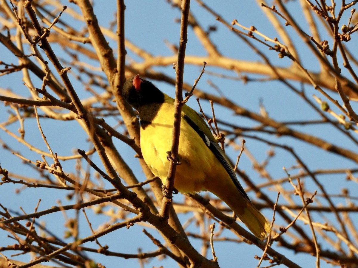 African Black-headed Oriole - ML640507428
