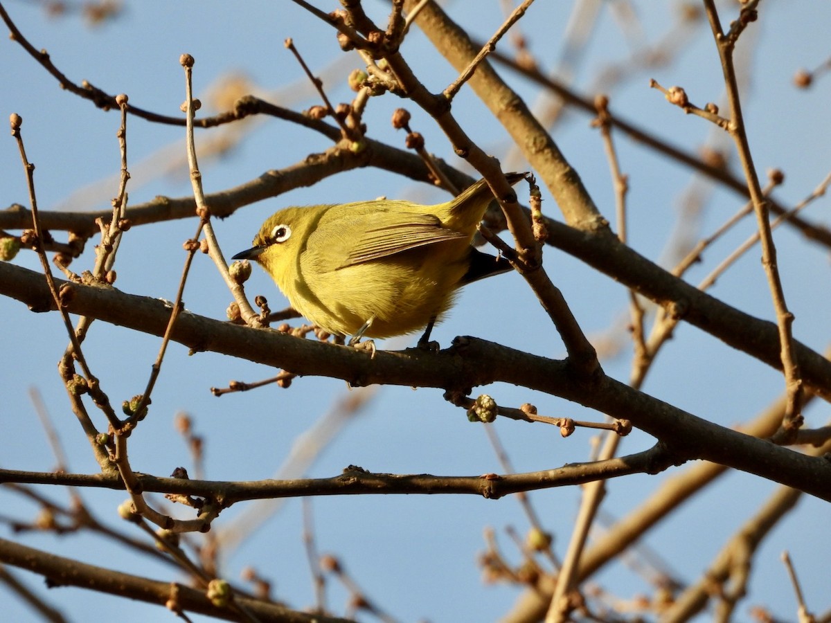 Cape White-eye - ML640507434