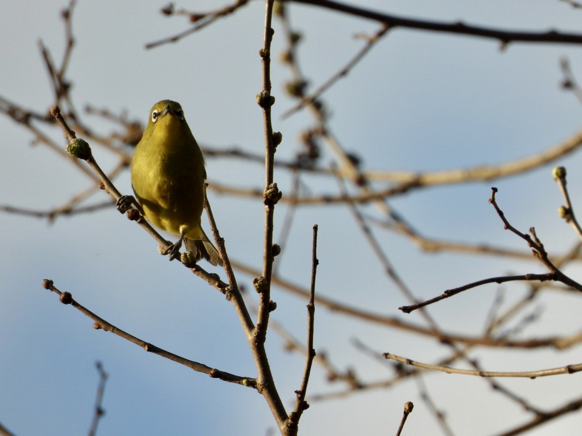 Cape White-eye - ML640507435