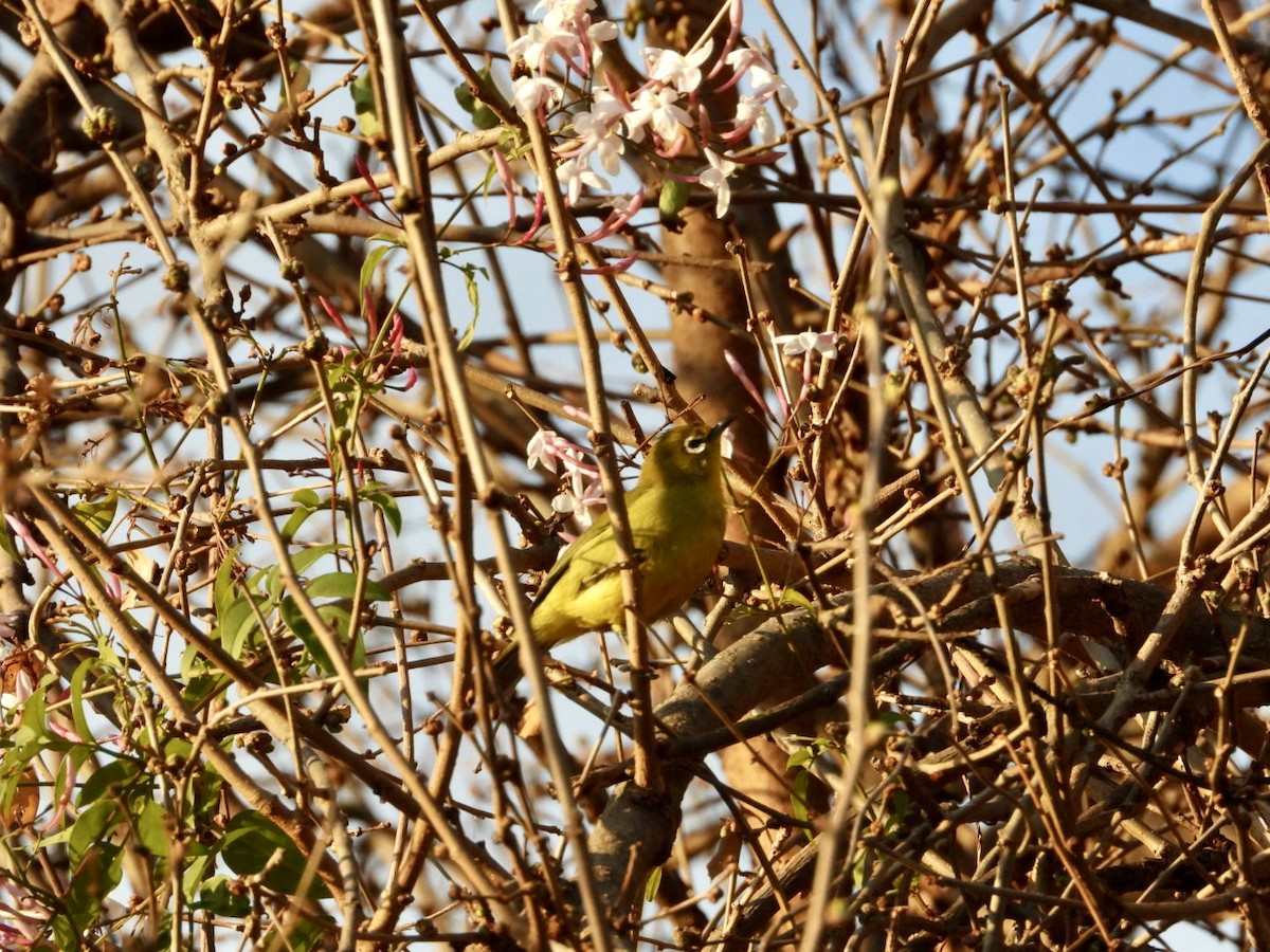 Cape White-eye - ML640507436