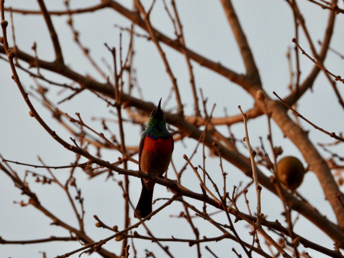 Greater Double-collared Sunbird - ML640507442