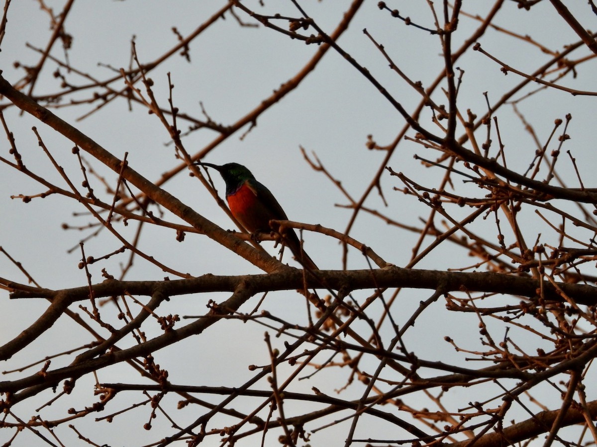 Greater Double-collared Sunbird - ML640507443