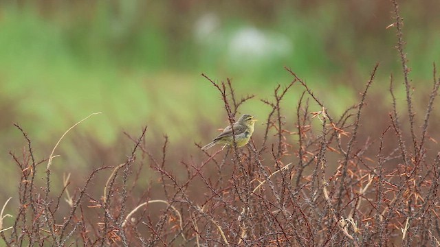 Tickell's Leaf Warbler - ML640507487