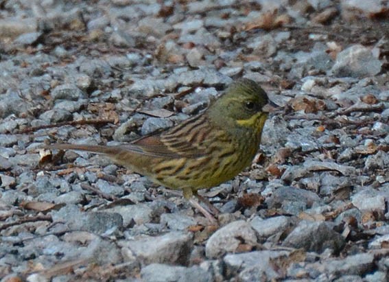 Masked Bunting - ML640507513