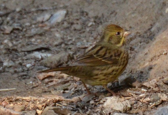 Masked Bunting - ML640507518