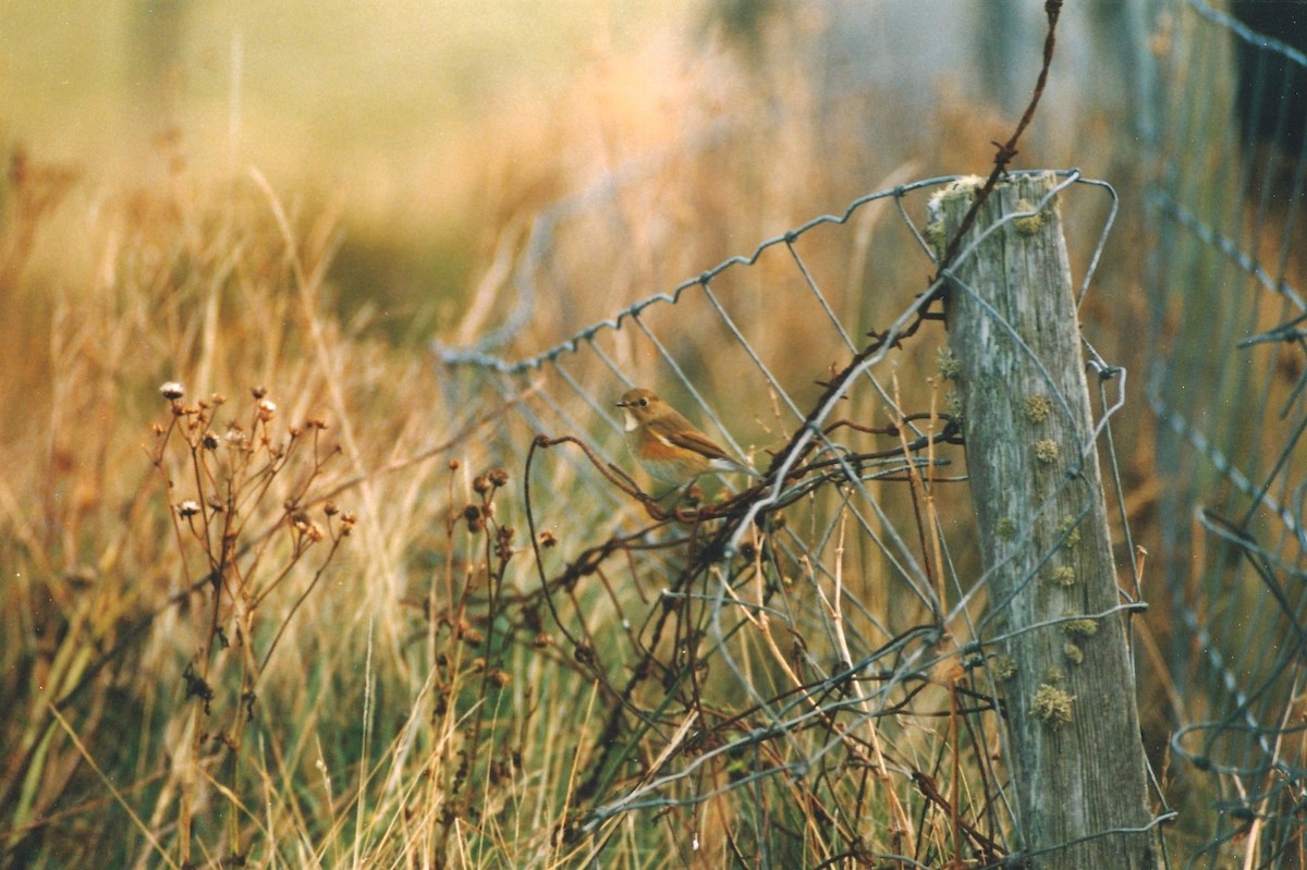 Red-flanked Bluetail - ML640507624